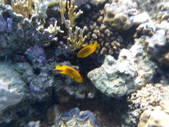 Pomacentrus sulfureus