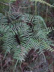Gleichenia