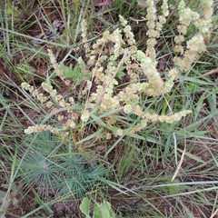 Psammotropha myriantha