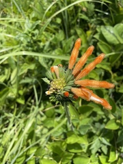 Leonotis ocymifolia