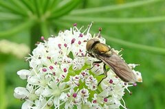 Riponnensia splendens