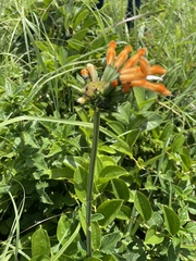 Leonotis ocymifolia