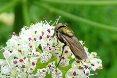 Riponnensia splendens