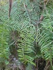 Gleichenia