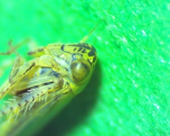 Macrosteles quadrilineatus