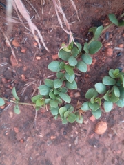 Dyschoriste setigera