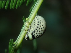 Dicranosterna immaculata