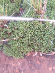 Helichrysum caespititium