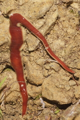 Arthurdendyus testaceus