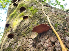 Punctularia strigosozonata