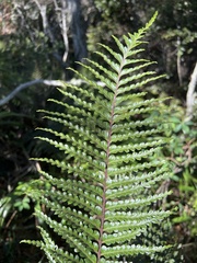Asplenium horridum