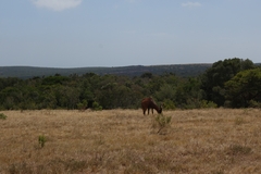Alcelaphus buselaphus