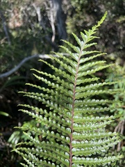Asplenium horridum