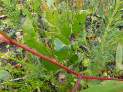 Chlorocoma assimilis