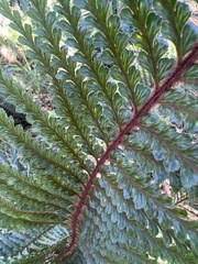 Asplenium horridum