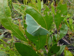 Chlorocoma assimilis