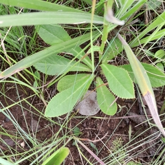 Alepidea peduncularis
