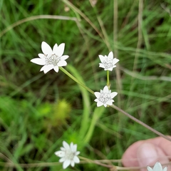 Alepidea peduncularis