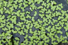 Lemna aequinoctialis