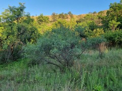 Searsia zeyheri