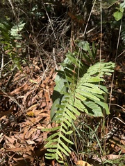 Polypodium pellucidum