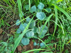 Senecio oxyriifolius