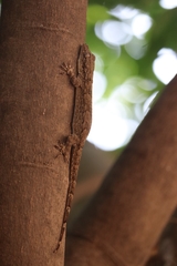 Hemidactylus leschenaultii