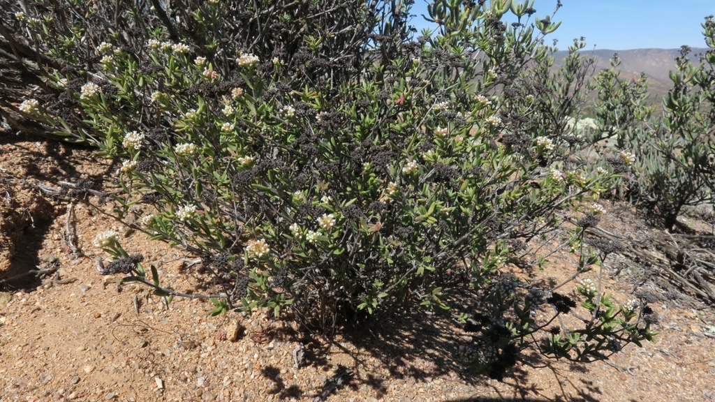 Crassula rudolfii 2