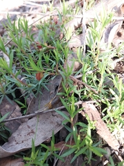 Hibbertia procumbens