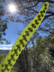 Polypodium pellucidum