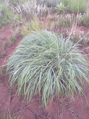 Panicum coloratum