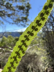 Polypodium pellucidum