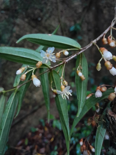 Medinilla ambrensis