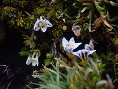 Euphrasia dyeri