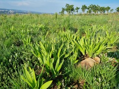 Schizocarphus nervosus