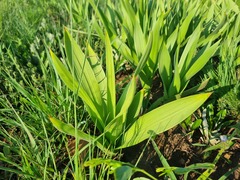 Schizocarphus nervosus