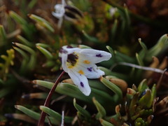 Euphrasia dyeri