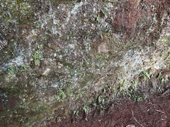 Dryopteris glabra pusilla