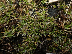 Abrotanella caespitosa