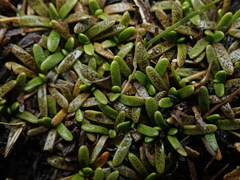 Abrotanella caespitosa