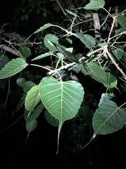 Ficus religiosa