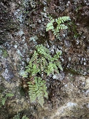 Dryopteris glabra pusilla