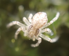 Philodromus dispar