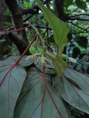 Image of Begonia humbertii
