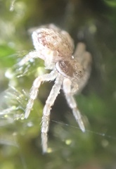 Philodromus dispar