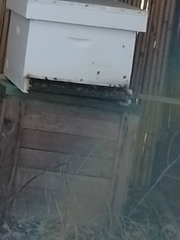 Apis mellifera