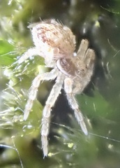 Philodromus dispar