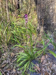 Stylidium armeria