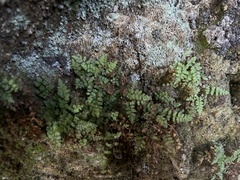 Dryopteris glabra pusilla