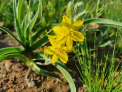 Hypoxis hemerocallidea